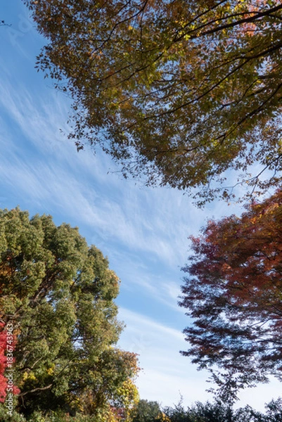 Obraz  青空と美しい紅葉　カラフルな風景　滋賀県大津市皇子が丘公園