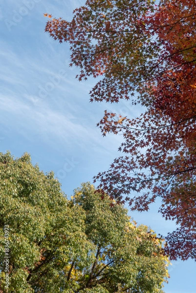 Obraz  青空と美しい紅葉　カラフルな風景　滋賀県大津市皇子が丘公園