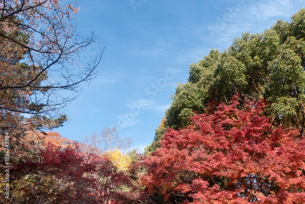 Obraz  青空と美しい紅葉　カラフルな風景　滋賀県大津市皇子が丘公園