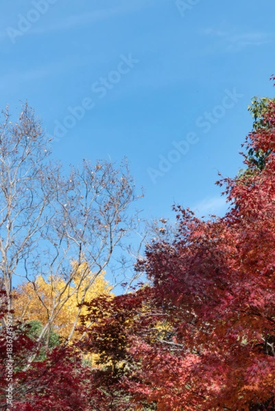 Obraz  青空と美しい紅葉　カラフルな風景　滋賀県大津市皇子が丘公園