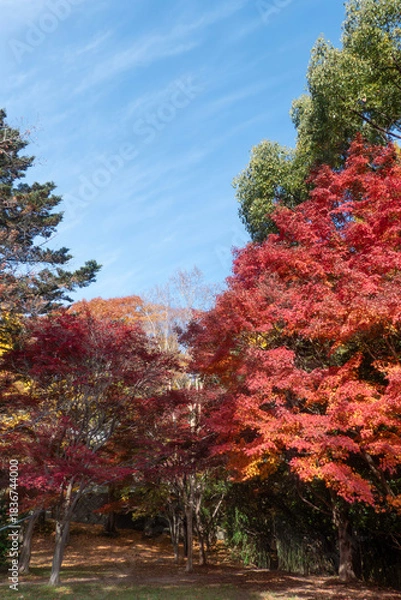Obraz  青空と美しい紅葉　カラフルな風景　滋賀県大津市皇子が丘公園