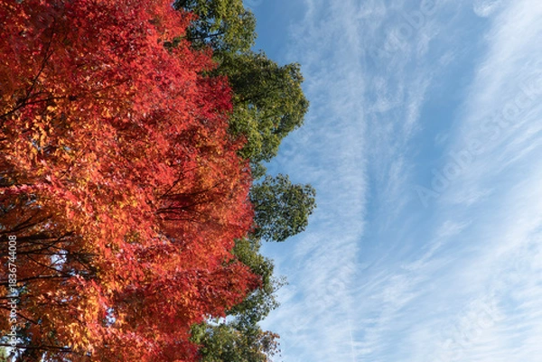 Obraz  青空と美しい紅葉　カラフルな風景　滋賀県大津市皇子が丘公園
