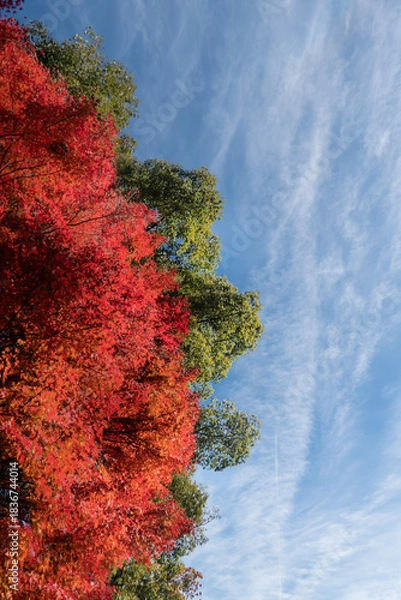 Obraz  青空と美しい紅葉　カラフルな風景　滋賀県大津市皇子が丘公園