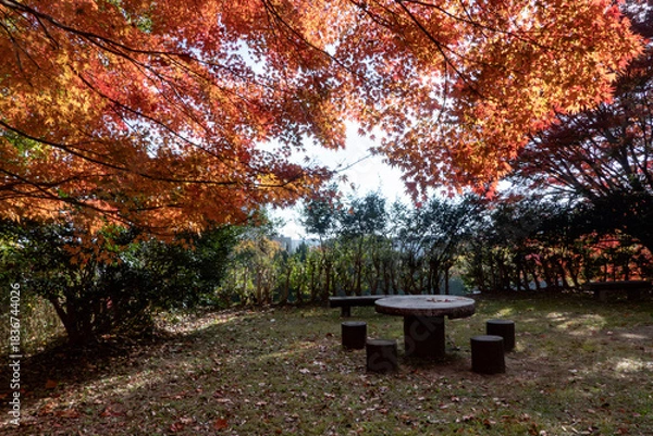Obraz  青空と美しい紅葉　カラフルな風景　滋賀県大津市皇子が丘公園