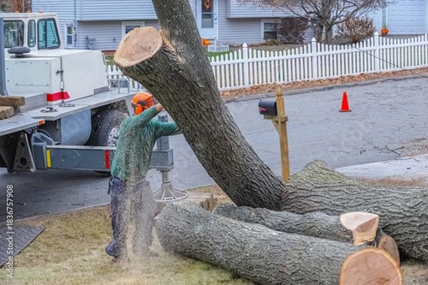 Fototapeta removed tree trunk by crane in residential area