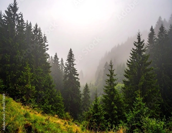 Fototapeta Dense green fir trees on a mountain, shrouded in a morning mist