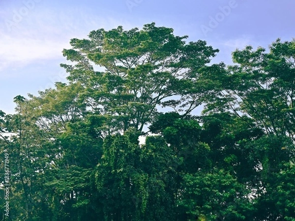 Fototapeta A view from front of trees in a forest or park with a clear morning sky and bright sunlight in the background.