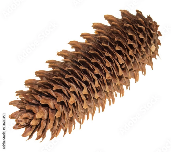 Obraz Szyszka sosna świerk