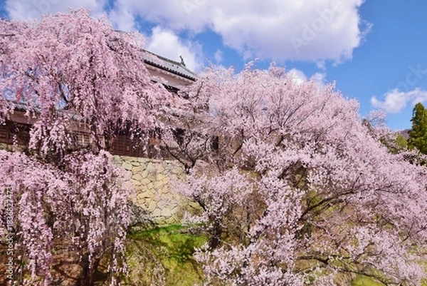 Obraz 満開の桜につつまれる上田城