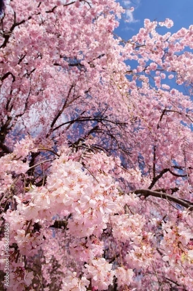 Obraz 満開の桜につつまれる上田城