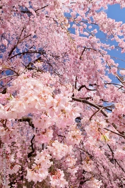 Obraz 満開の桜につつまれる上田城