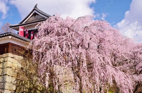 Obraz 満開の桜につつまれる上田城