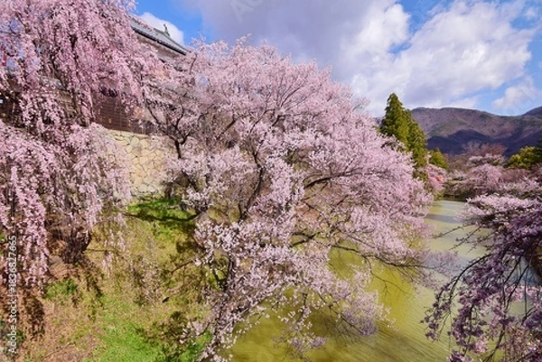 Obraz 満開の桜につつまれる上田城
