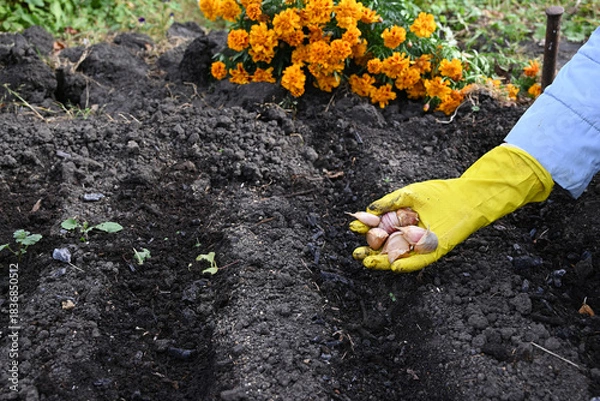 Obraz In autumn, gardeners plant garlic cloves in loose soil, planting in winter.