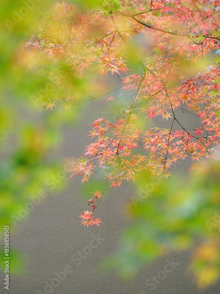 Fototapeta 美しい紅葉と緑のグラデーション　日本の秋