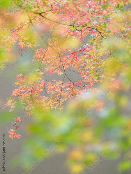 Fototapeta 美しい紅葉と緑のグラデーション　日本の秋