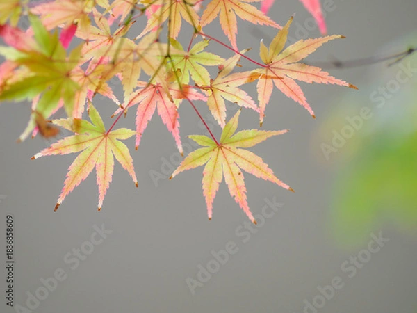 Fototapeta 美しい紅葉と緑のグラデーション　日本の秋