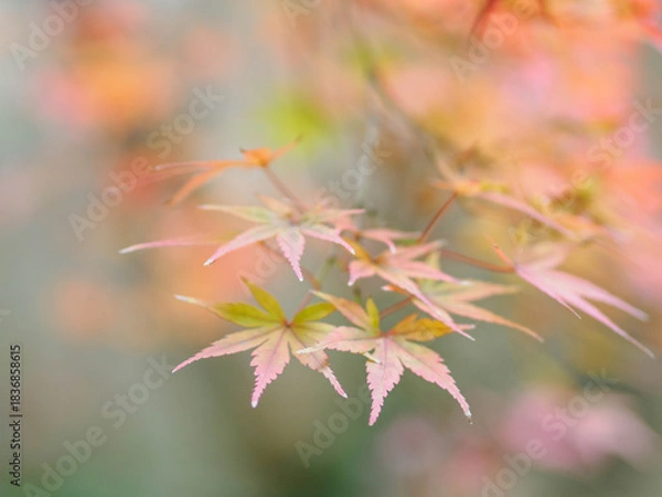 Fototapeta 美しい紅葉と緑のグラデーション　日本の秋