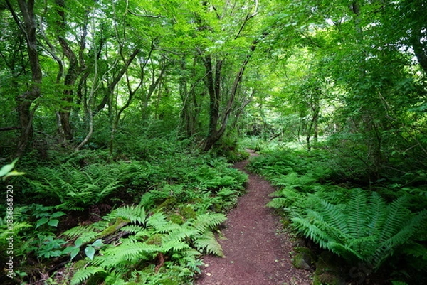 Obraz summer path through dense ferns