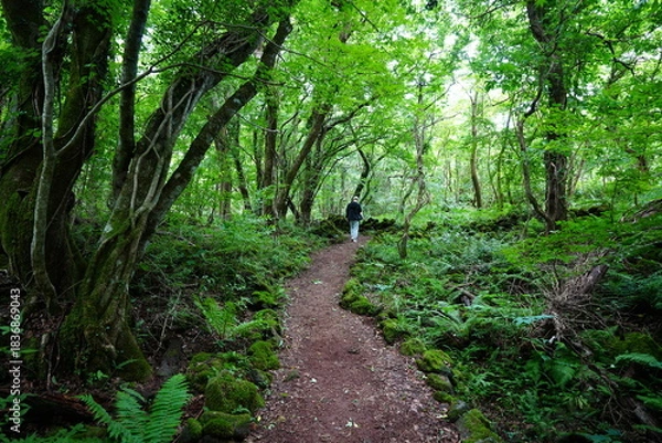 Obraz old wild forest and fine path