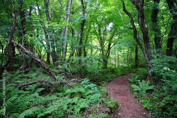 Obraz summer path through dense ferns