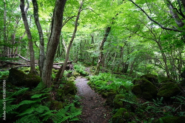 Obraz fine summer path in the gleaming sunlight