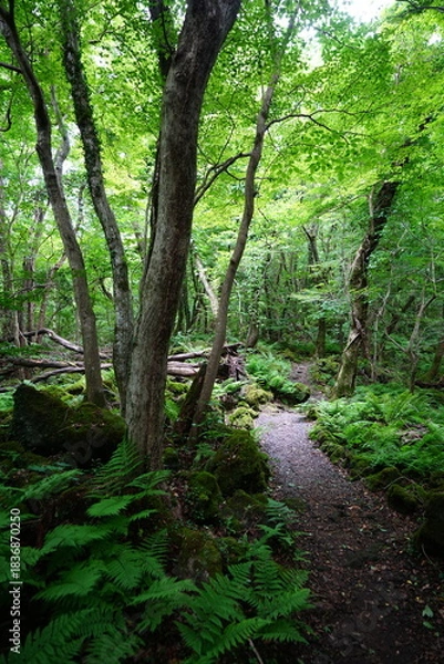 Obraz fine summer path in the gleaming sunlight