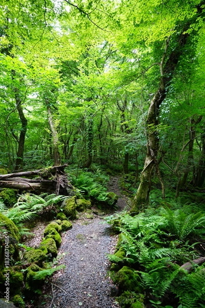 Obraz fine summer path in the gleaming sunlight
