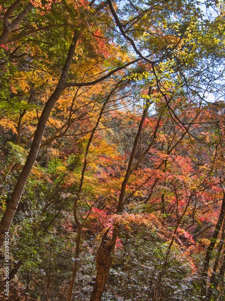 Obraz 梅ヶ瀬渓谷の晩秋