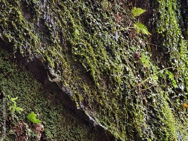 Obraz 梅ヶ瀬渓谷の晩秋