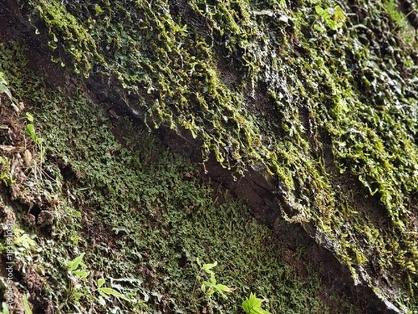 Obraz 梅ヶ瀬渓谷の晩秋