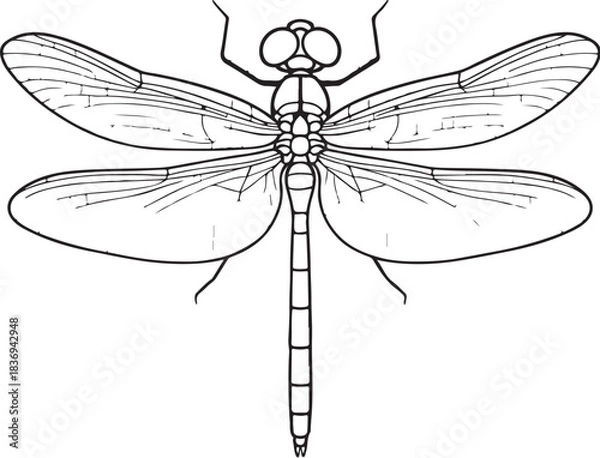 Obraz Dragonfly Top View Transparent Wings Vector Line Art Illustration.eps