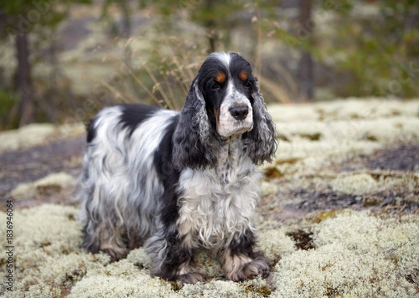 Fototapeta Portrait of a purebred English Cocker Spaniel. The dog stands on a rocky plateau covered with moss, looking into the camera. Female. Age: 11 years. Color: blue roan. Background: blurred