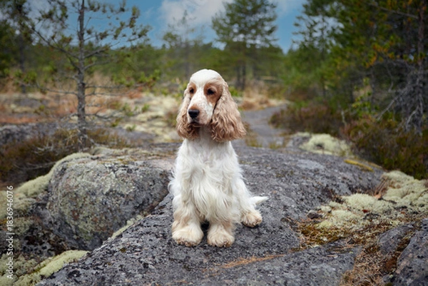 Fototapeta Portrait of a purebred English Cocker Spaniel. Оrange roan color. Age: 6.5 years. Summer. Wildlife. The dog sits on a rocky ledge and looks into the camera. The background is blurred.