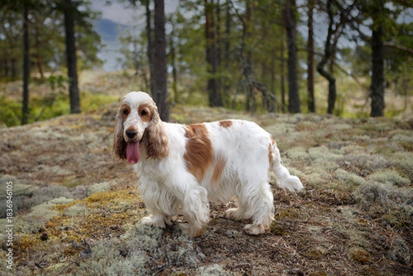 Fototapeta Summer. Wildlife. An English Cocker spaniel stands on a hill covered with moss and looks ahead. The color is orange roan. Age 6 years. The background is blurred.