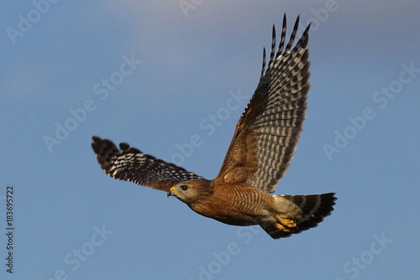 Obraz Red shouldered hawk