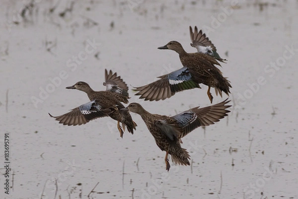 Obraz Flying in formation