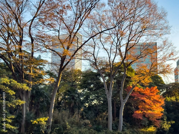 Obraz 都心散歩　晩秋の浜離宮の紅葉