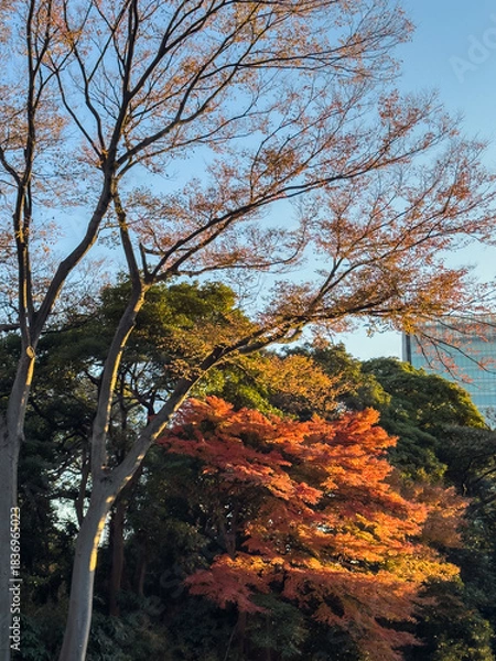 Obraz 都心散歩　晩秋の浜離宮の紅葉