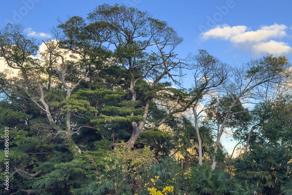 Obraz 都心散歩　晩秋の浜離宮の紅葉