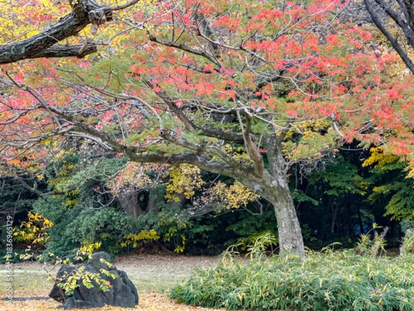 Obraz 都心散歩　晩秋の浜離宮の紅葉