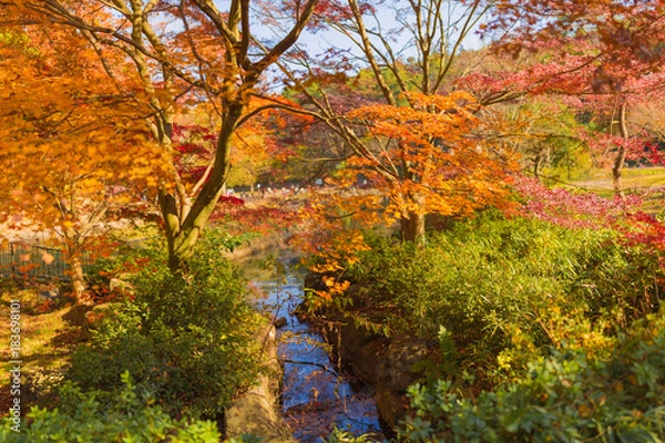 Fototapeta 秋の庭園