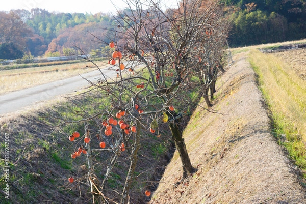 Obraz 兵庫県・神戸市西部の農地耕作条件改善事業