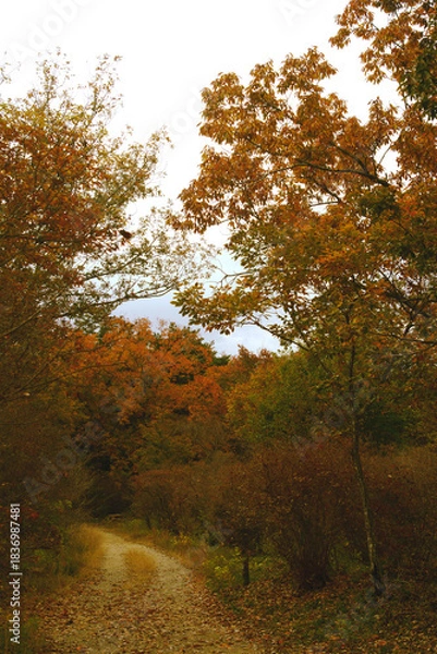 Obraz 兵庫県・三木市県立公園の秋、紅葉