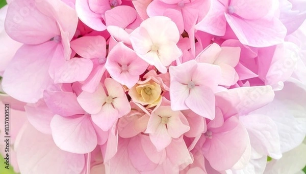 Fototapeta A close-up view of a hydrangea flower with multiple pale pink petals arranged in a globular cluster