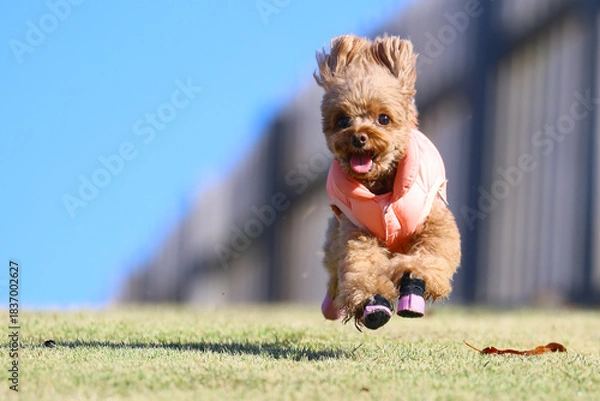 Obraz 綺麗なドッグランで思いっきり走るトイ・プードル