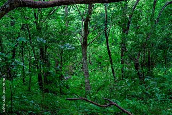 Obraz  湿った空気に包まれた石垣島の亜熱帯の森の緑の風景
