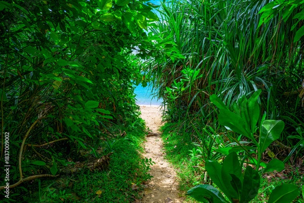 Fototapeta  緑のトンネルを抜けると広がる石垣島の美しい海の風景