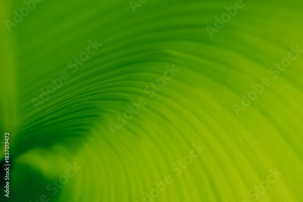 Obraz Green leaf texture with natural spiral structure. Abstract Green Leaf Swirl Macro Background
