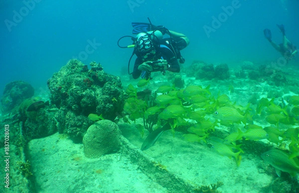 Obraz Diver Exploring Coral Reef in Aruba